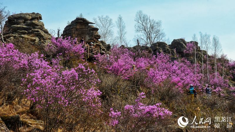 大兴安岭松岭举办第二届“杜鹃花似海 情定飞龙山”摄影节