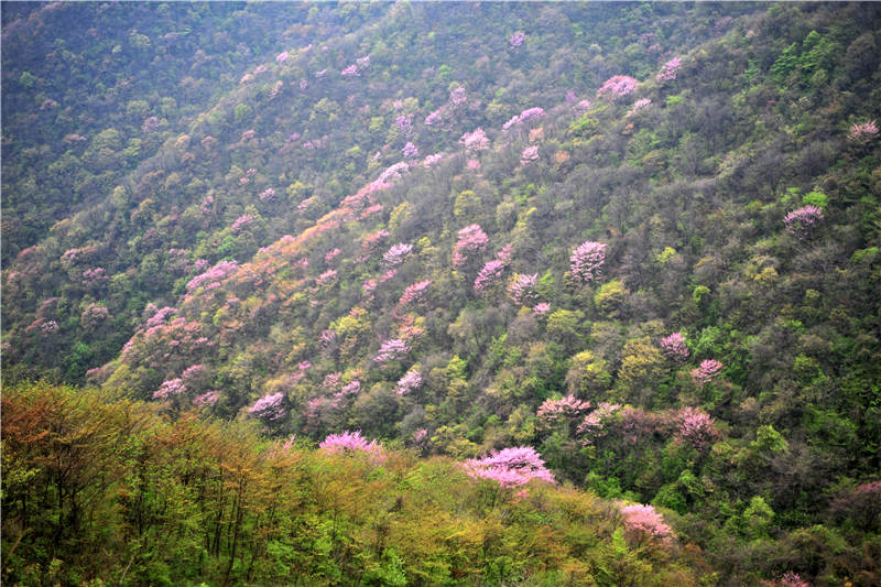 湖北宜昌：萬畝野生巨紫荊綻放 鄉村山野成花的“海洋”