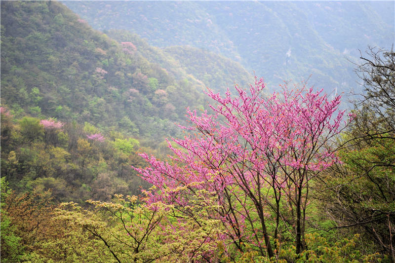 湖北宜昌：萬畝野生巨紫荊綻放 鄉村山野成花的“海洋”