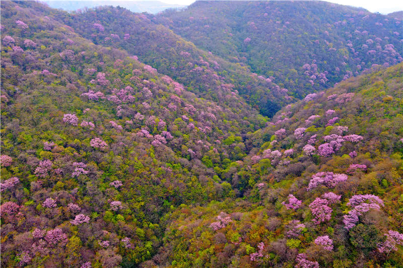 湖北宜昌：萬畝野生巨紫荊綻放 鄉村山野成花的“海洋”