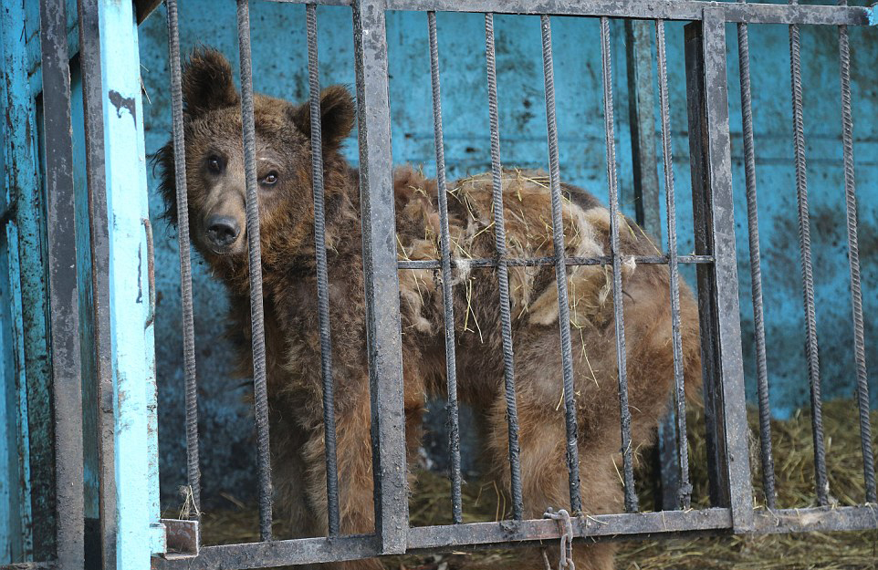 Poor Living Conditions In Zoos