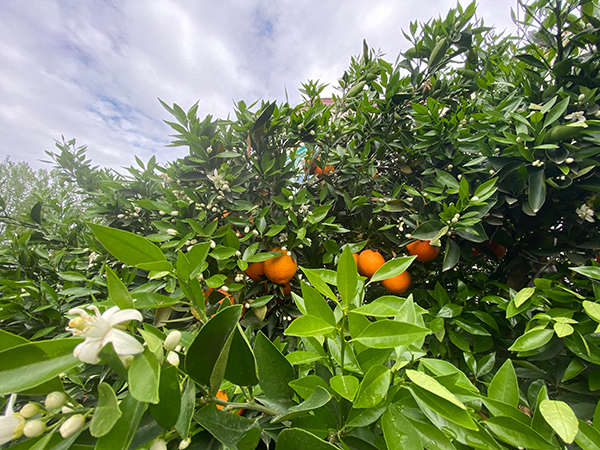 赏花品果两不误 成都金堂果园现"花果同树"景观_fororder_脐橙"花果同
