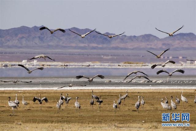 新疆巴里坤湖迎来迁徙候鸟