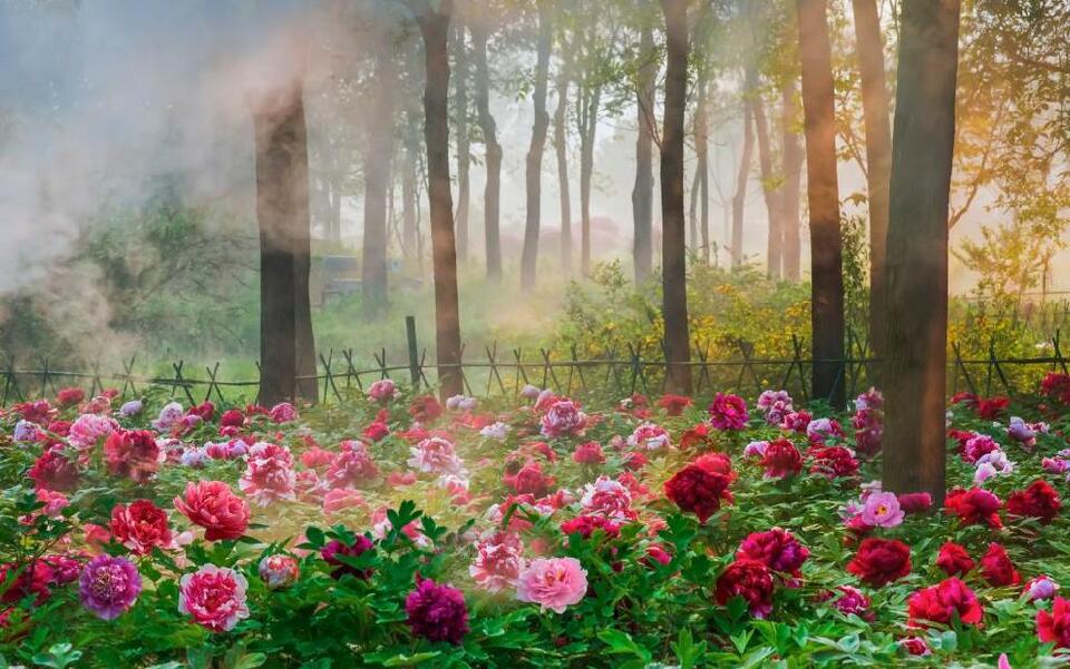 牡丹C位出道 山东菏泽的“花”样生活