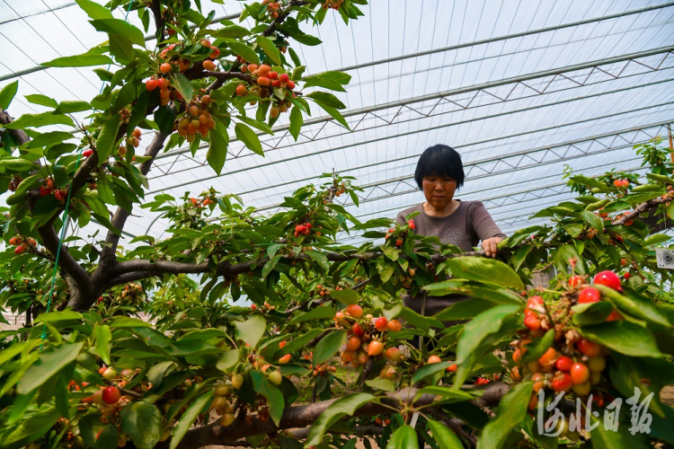 唐山迁西：调整产业结构 特色农业种植面积达3.9万亩