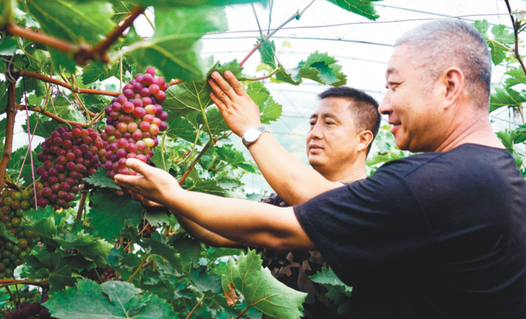 與綠色相擁——燈塔市堅持生態優先加速邁向省級森林城市_fororder_3