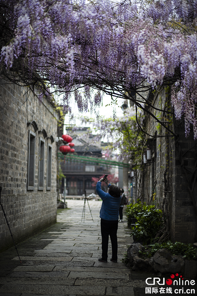 （焦点图 CHINANEWS带图列表）南京老门东：紫藤萝物语