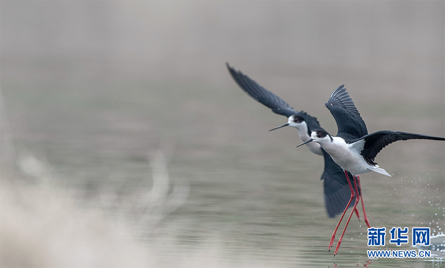 【城市遠洋帶圖】鳥界“超模”飛臨重慶大昌湖國家濕地公園