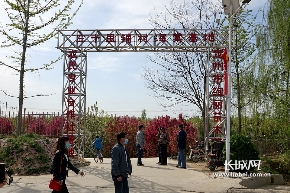 定州市明月店镇海棠花开正当时