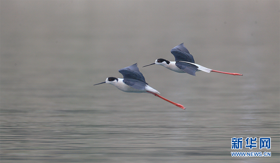 【城市远洋带图】鸟界“超模”飞临重庆大昌湖国家湿地公园