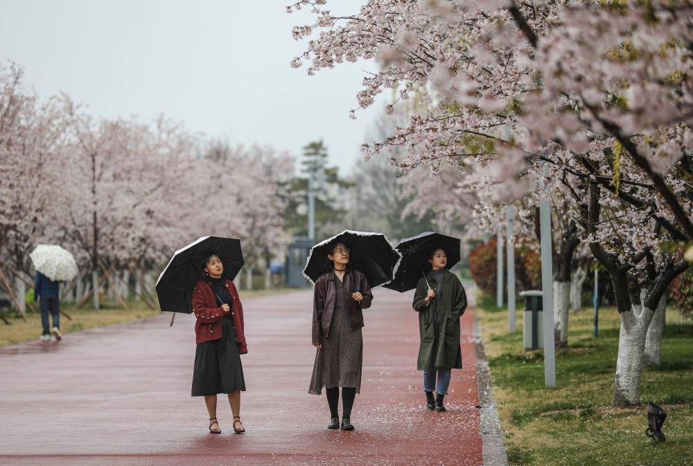 櫻花紅陌上 朝雨落繽紛