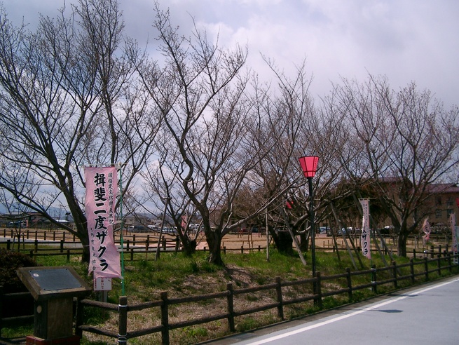 2021年4月14日放送のお便り紹介_fororder_揖斐二度ザクラ (1).JPG