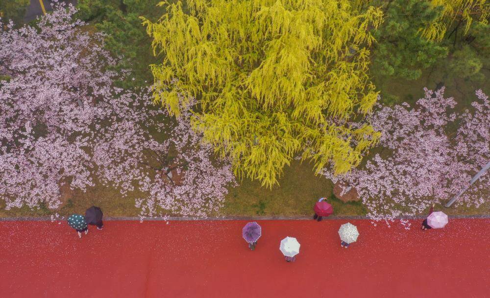 櫻花紅陌上 朝雨落繽紛