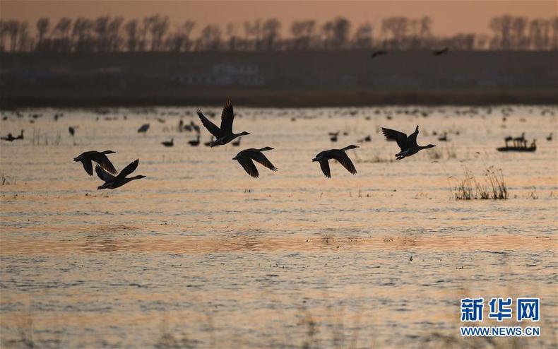 遼寧康平：臥龍湖濕地迎來大批候鳥