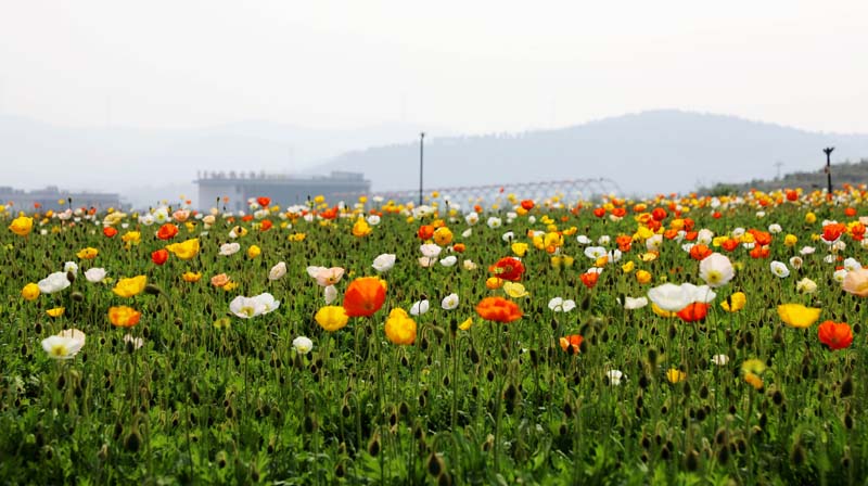 东方玫瑰花乡景区图片