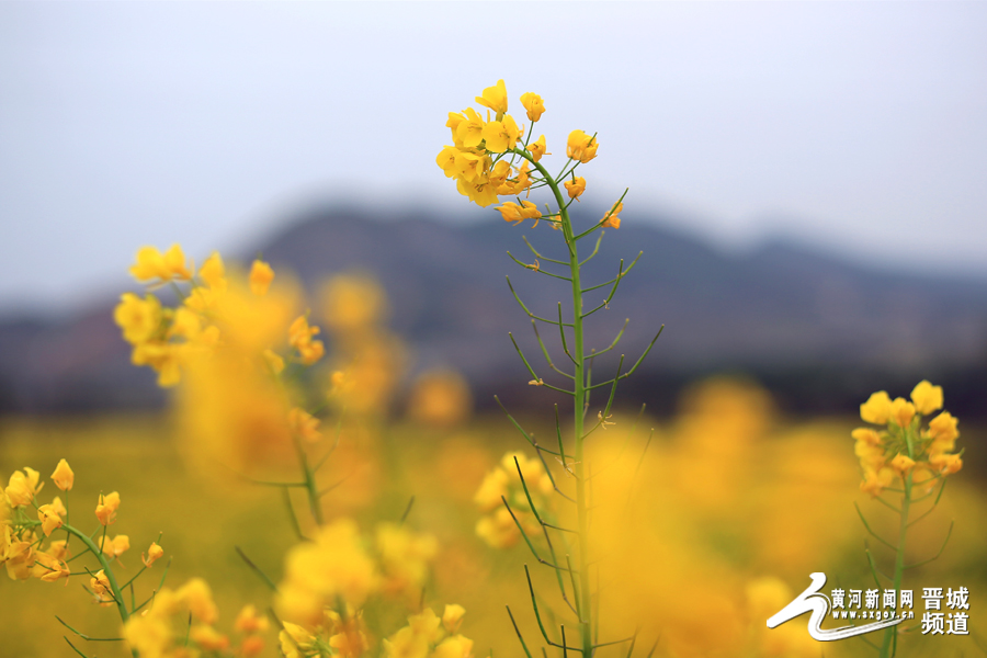 4月11日在晋城郊区山西底村拍摄的油菜花开.