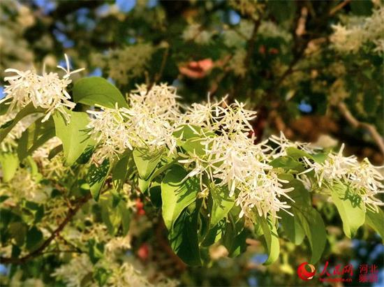 圖片默認標題_fororder_微信圖片_20190513162555