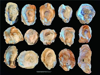 一眼万年 华彩中国 ——二〇二〇年度“全国十大考古新发现”扫描