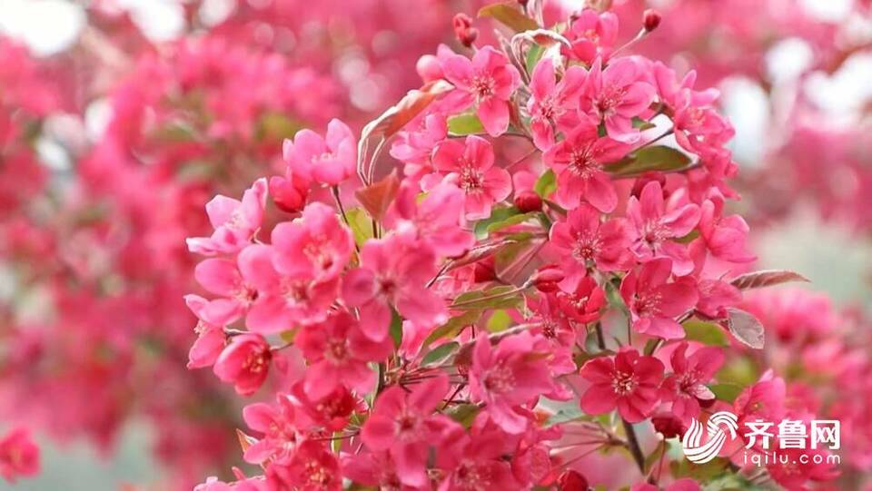 濟南鋼城正迎花開時 近千畝海棠花開映春光