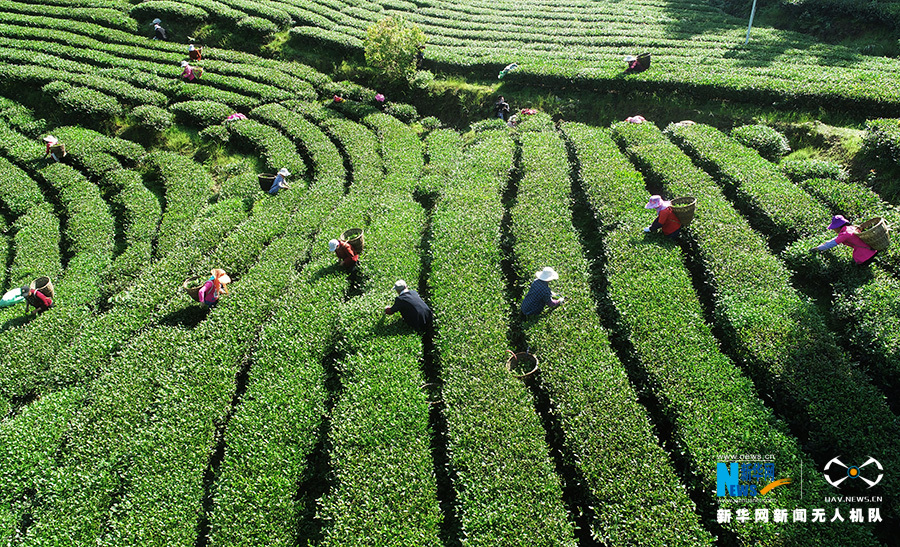 重庆：无人机航拍重庆酉阳3000余亩高山乌龙茶开采