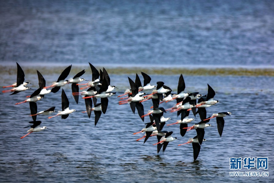 云南保山青华海记录到50余只“长腿超模”黑翅长脚鹬