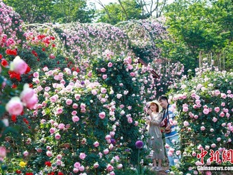 世界各地から集められた約700品種の最高級のバラが観光客を魅了　四川省成都