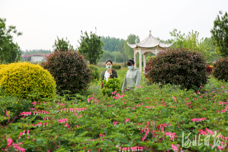 河北晉州：“花為媒”助力鄉村振興