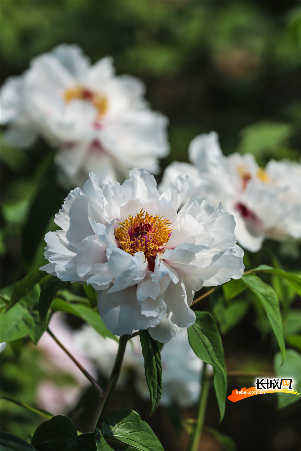 石家莊：牡丹花開綻芳華