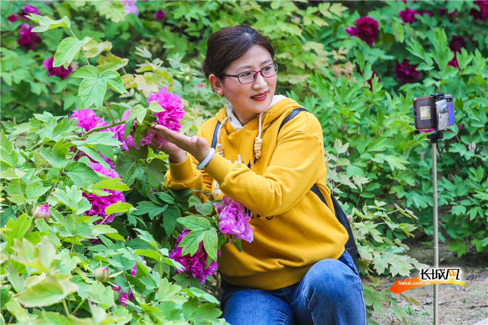 石家莊：牡丹花開綻芳華