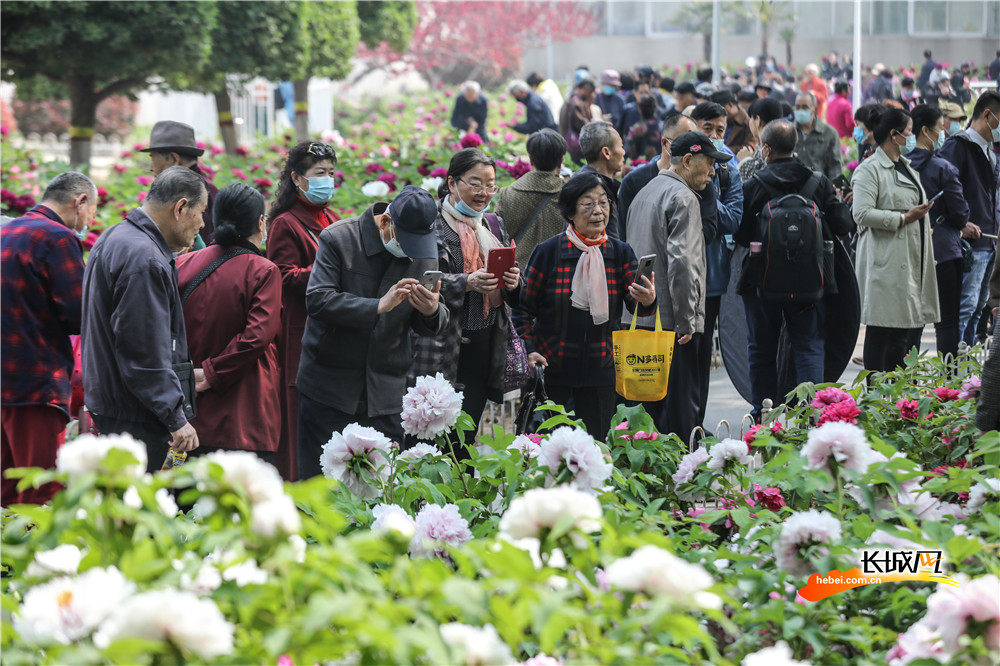 石家莊：牡丹花開綻芳華