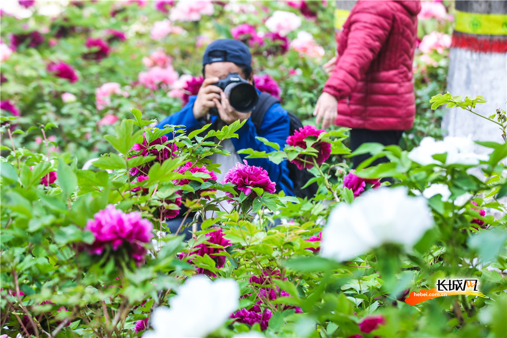 石家莊：牡丹花開綻芳華