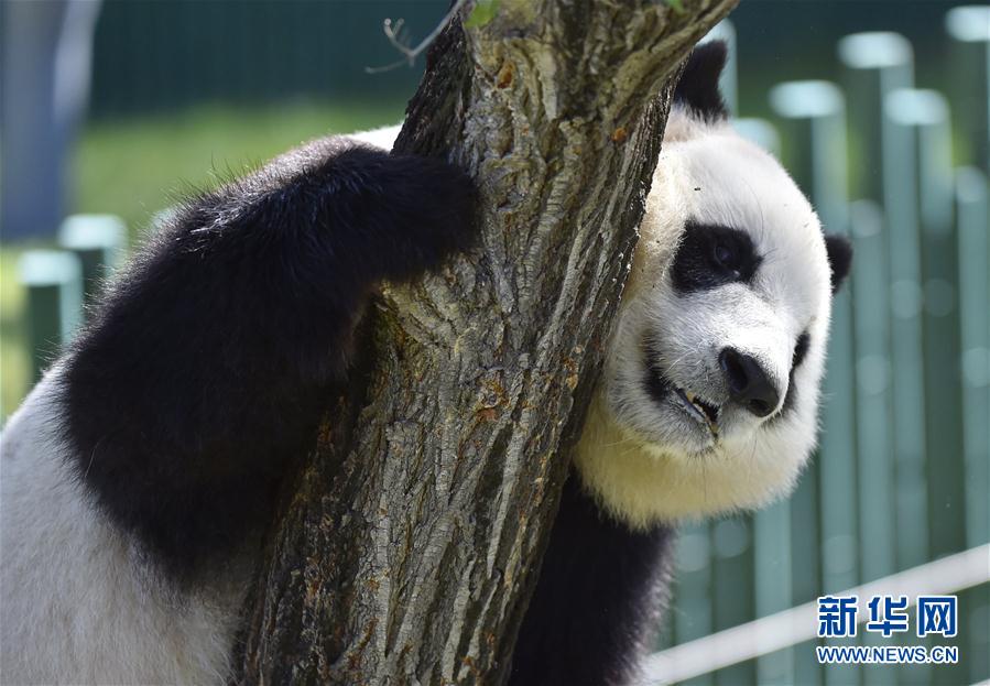 沈阳森林动物园熊猫馆正式开馆