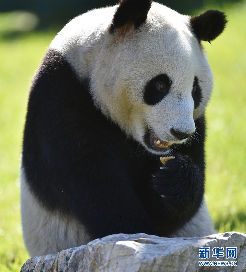 沈阳森林动物园熊猫馆正式开馆