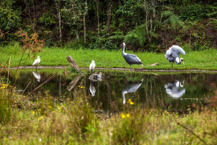 【沿着高速看中国】普洱国家公园：打造一站式森林旅游目的地