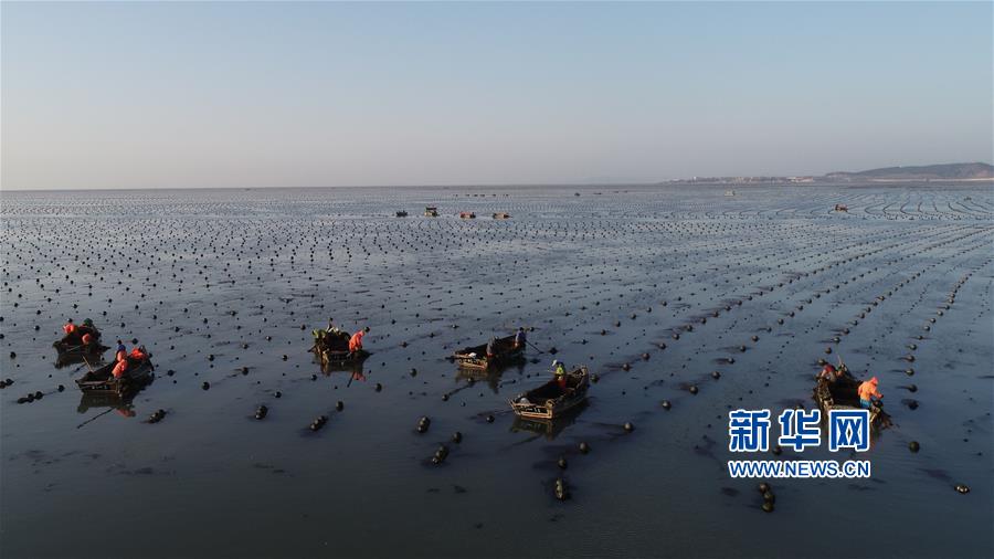 山东荣成：海带进入收获季