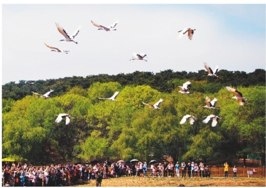 來瀋陽森林動物園看鶴飛翔