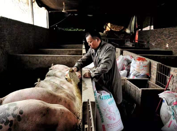 “遂宁市脱贫榜样”陈平：党的关怀脱贫致富 回报社会谢党恩_fororder_陈平的生猪养殖“基地”（射洪市委宣传部供稿）