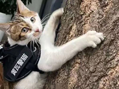 仕事にいそしむ「警察猫」　成都市警_fororder_网2 图片1