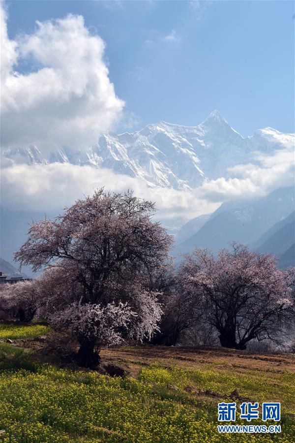 图片默认标题_fororder_8