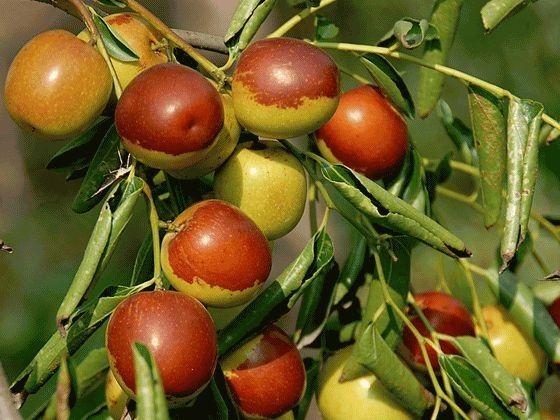 你家乡特产出名啦