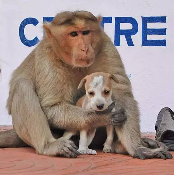印度猴子收养一只流浪小狗 感动了整个世界