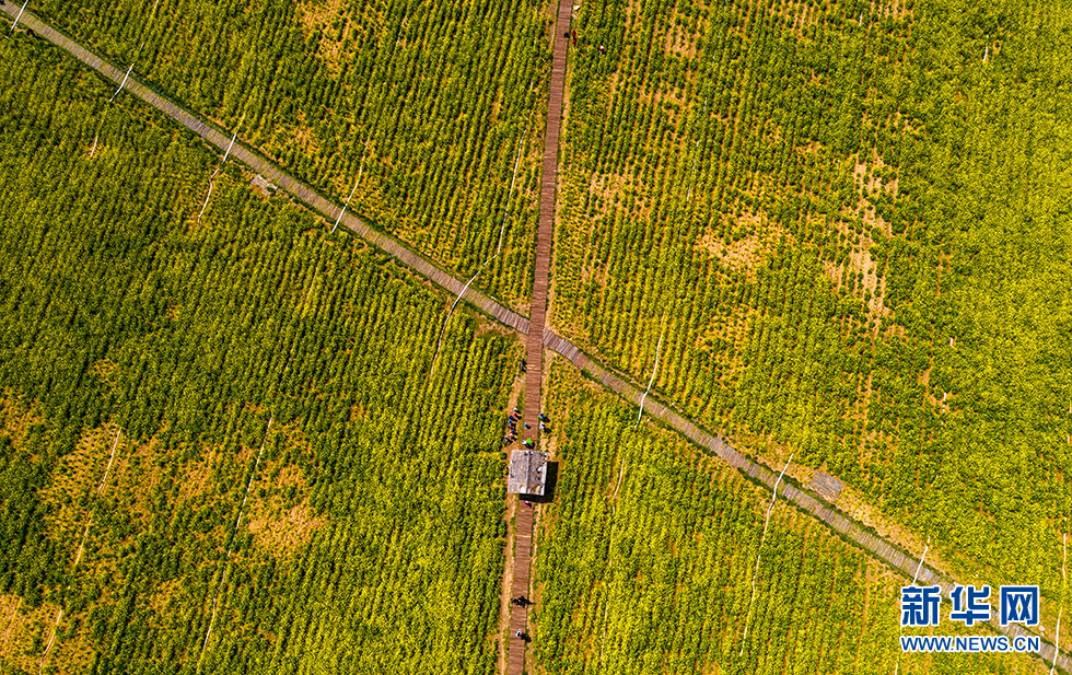 青岛：周末赏花再添打卡地 西海岸油菜花开成海