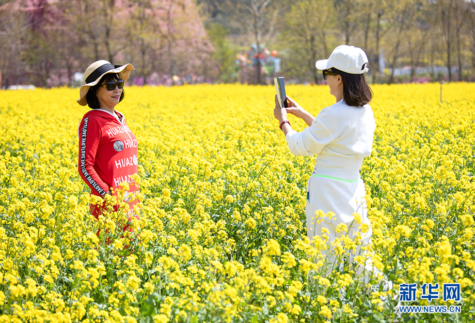 青岛：周末赏花再添打卡地 西海岸油菜花开成海
