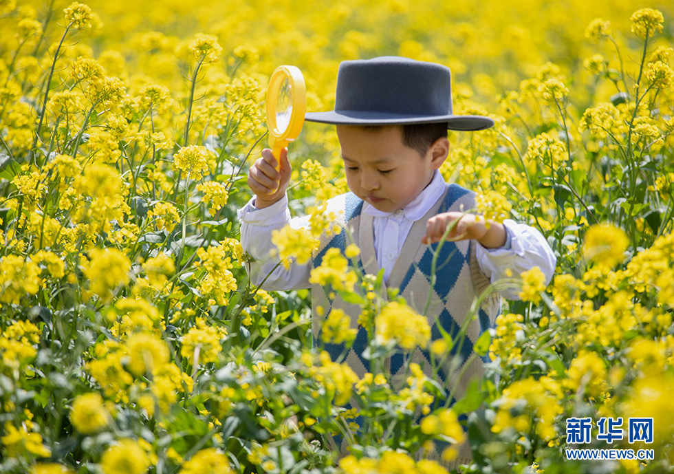青岛：周末赏花再添打卡地 西海岸油菜花开成海