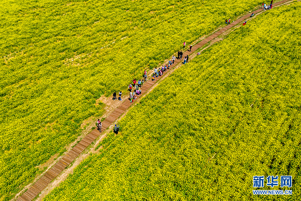 青岛：周末赏花再添打卡地 西海岸油菜花开成海