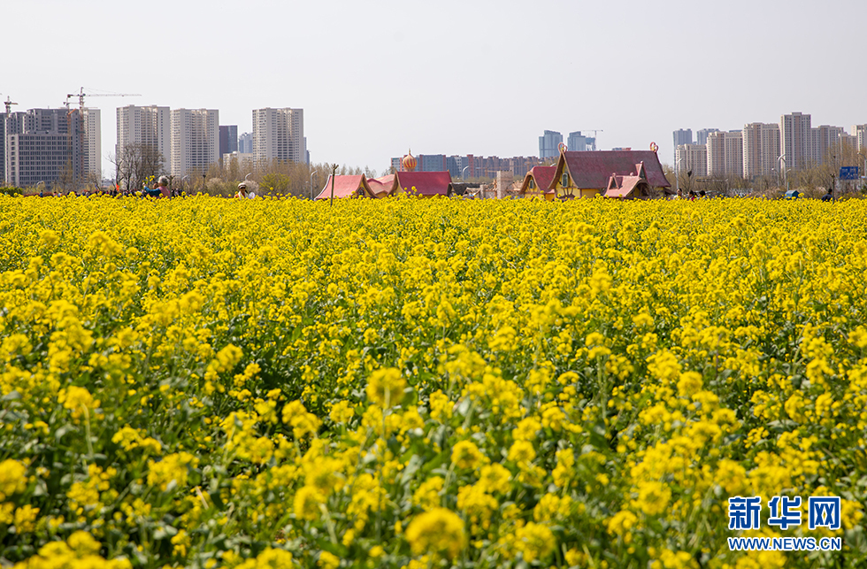 青岛：周末赏花再添打卡地 西海岸油菜花开成海