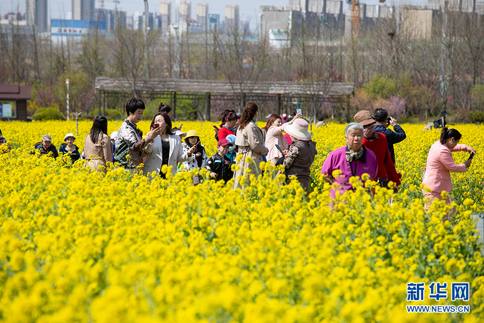青岛：周末赏花再添打卡地 西海岸油菜花开成海