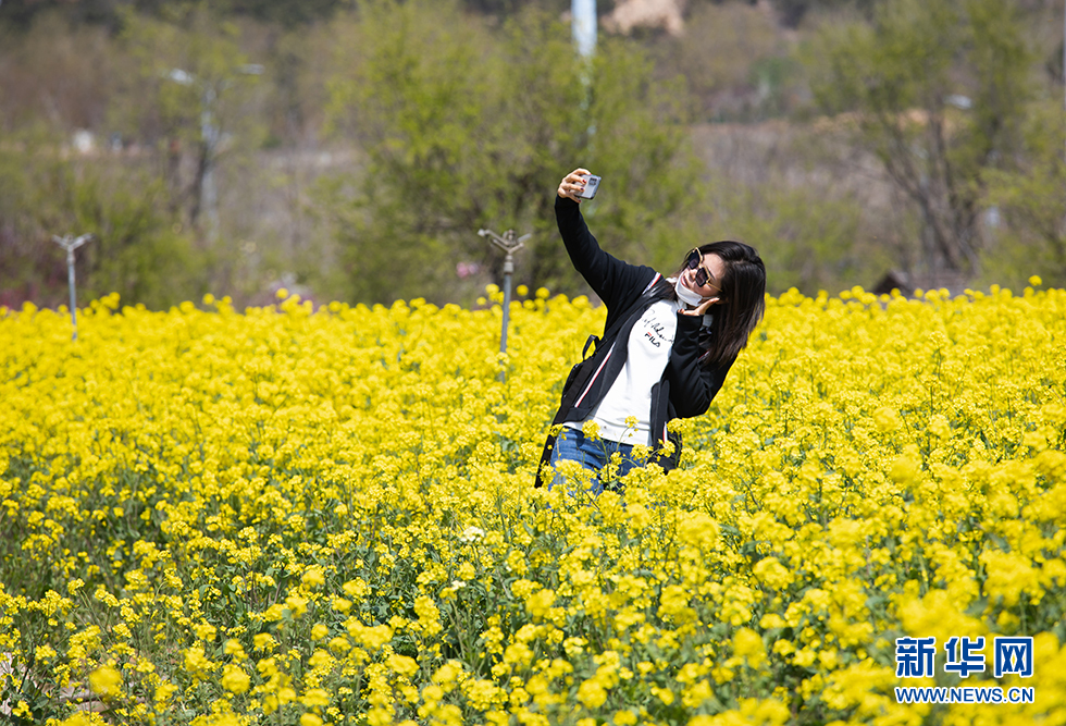 青岛：周末赏花再添打卡地 西海岸油菜花开成海