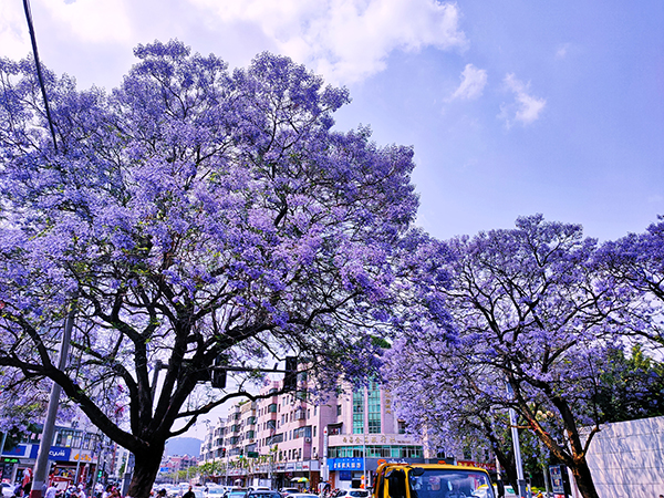 凉山西昌:梦幻蓝花楹初绽放_fororder_西昌蓝花楹美景11--摄影--方秦