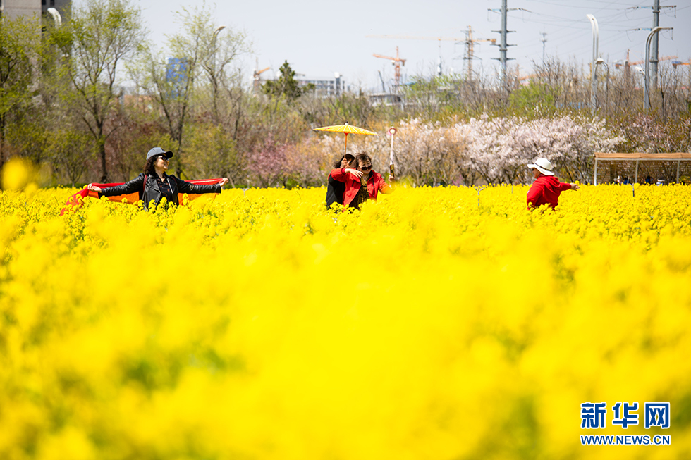 青岛：周末赏花再添打卡地 西海岸油菜花开成海